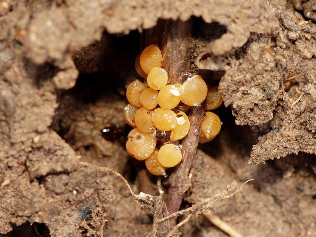 Crematogaster sordidula con afidi (Forda formicaria?)